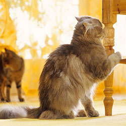Save Your Furniture, Sanity And Your Cat Claws!